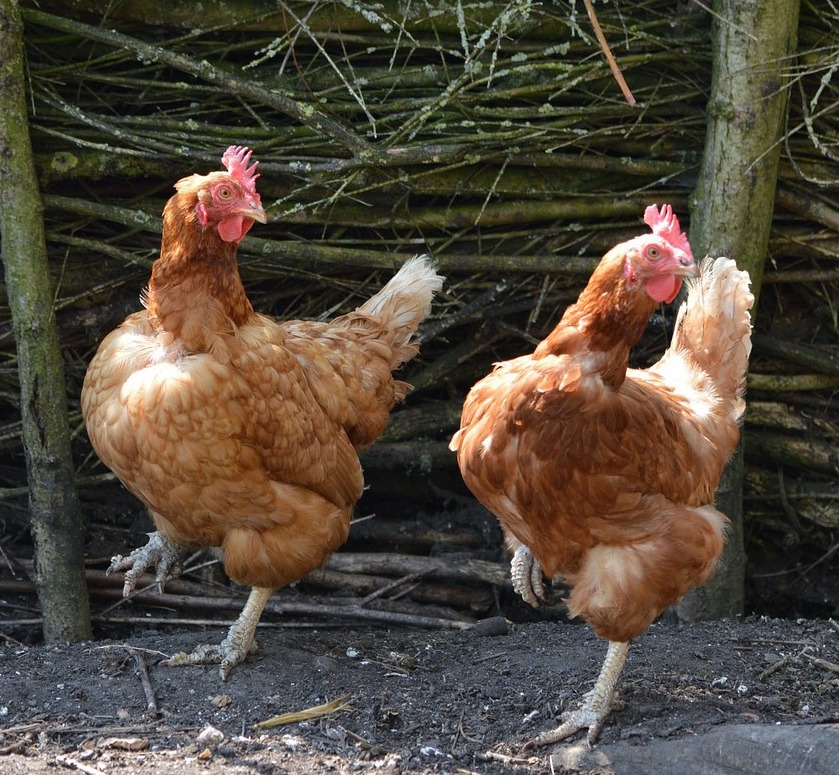 chickens-dancing-for-animal-card-dance-party-lesson-plan.jpg chickens-dancing-for-animal-card-dance-party-lesson-plan