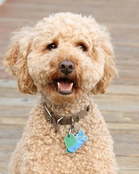 The Therapeutic Power of Pets for Children with Autism