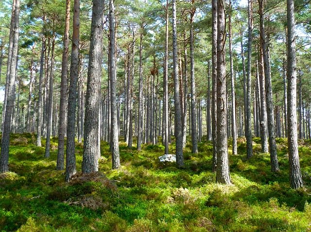 brain-symmetry-autism-forest-picture