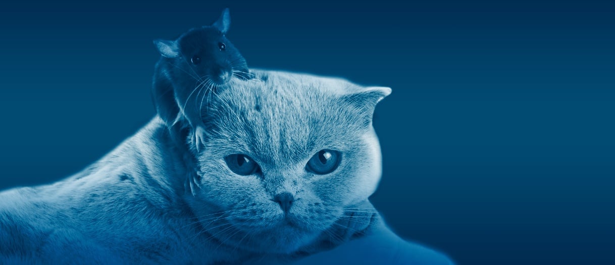 Cyber security cat and mouse