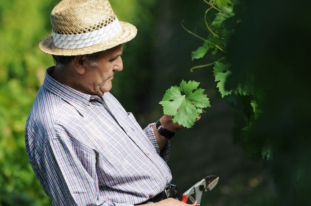 Mr. Oggianu tending his vines