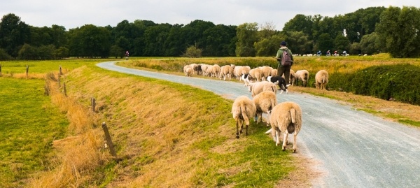 Bike_Across_Belgium_Ansari_sheep400x255.jpg