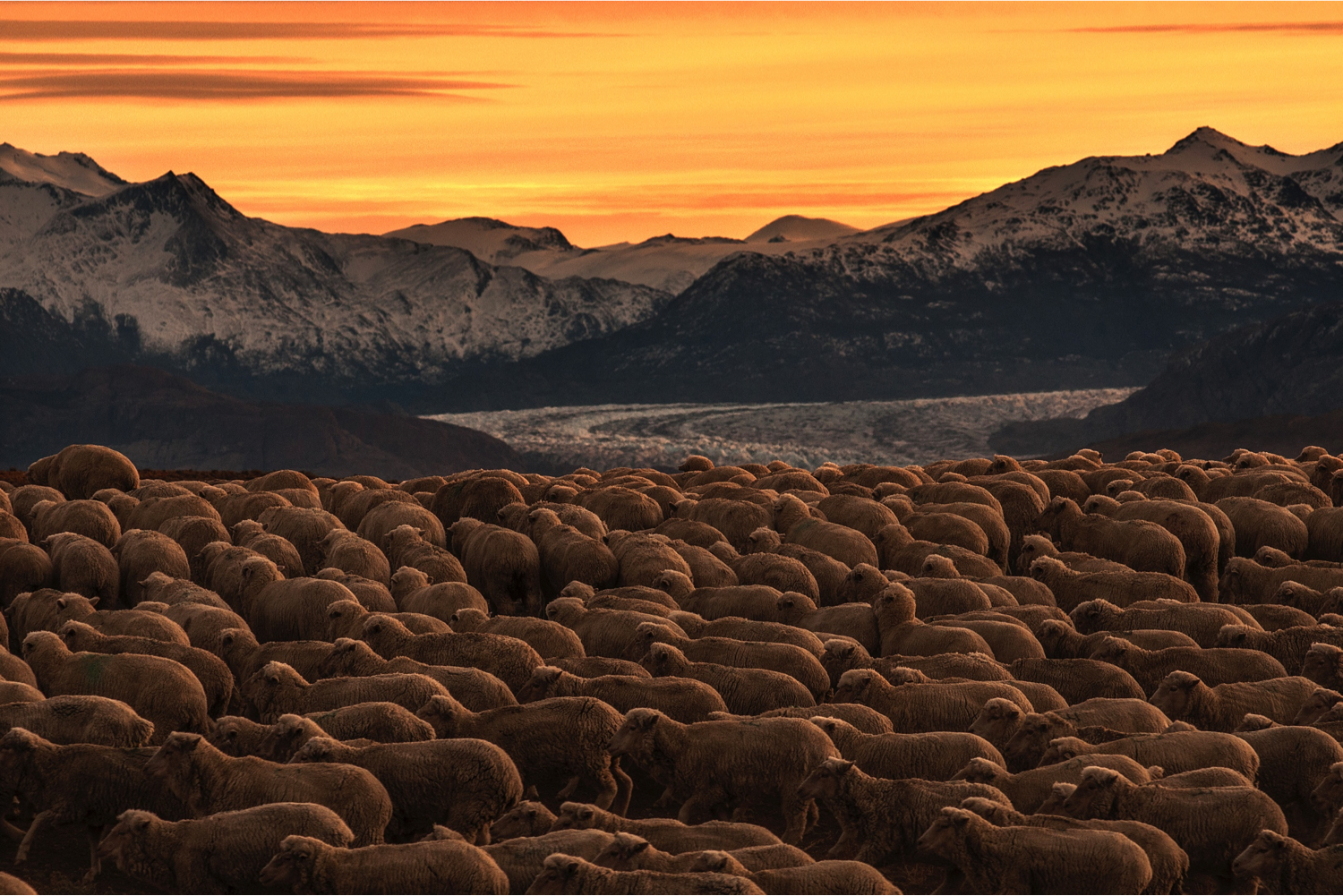 sheep sunset.png