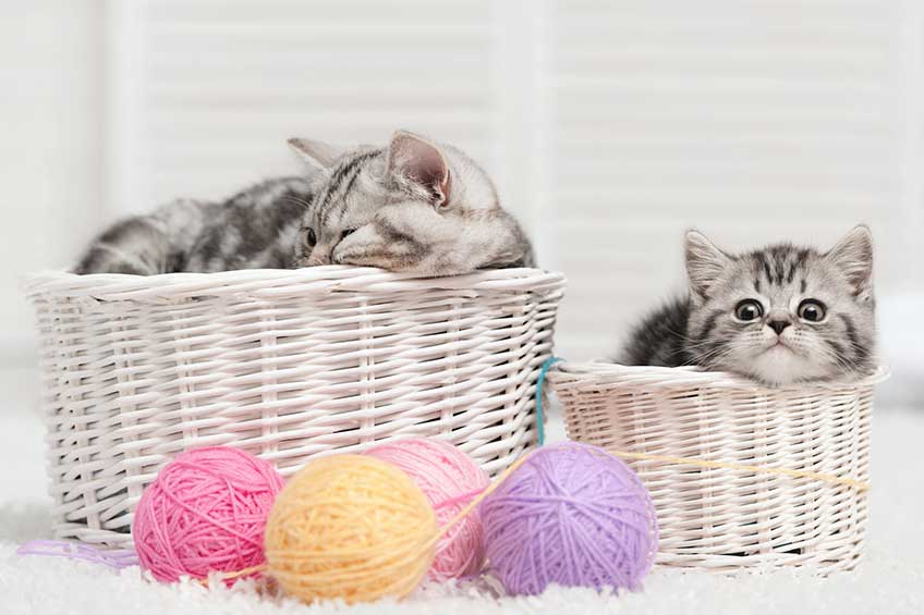 cat-basket