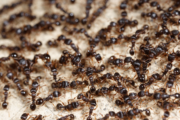 How do I get rid of an ant infestation?