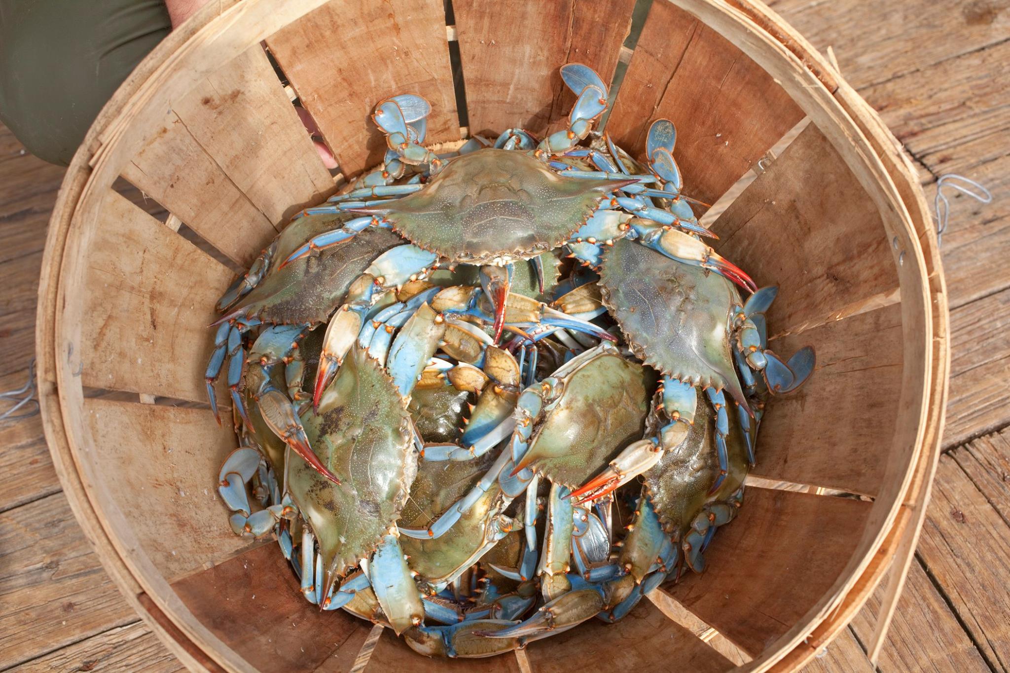 Louisiana_Blue_Crab_Louisiana_Seafood_Marketing_and_Promotions_Board_Deanies_Seafood_Restaurant_New_Orleans.jpg