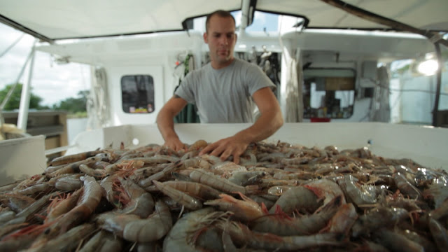 Louisiana_shrimpers_seafood_industry_Louisiana_Seafood_Promotion_and_Marketing_Board_buy_domestic_eat_local.jpg
