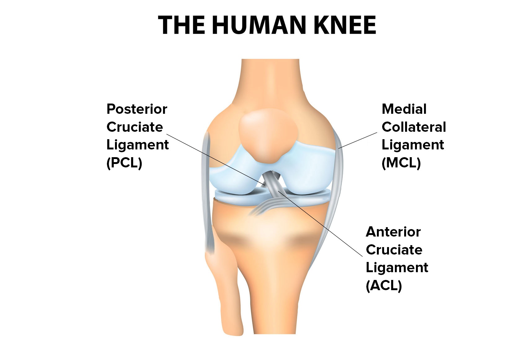 http://cdn2.hubspot.net/hubfs/458680/The_human_knee.jpg