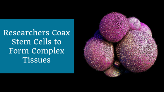 feb15-coxing-human-stem-cells-into-complex-tissues