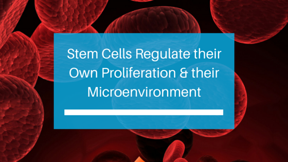 feb8-stem-cells-regulate-proliferation-microenvironment