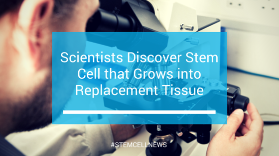 mar19-scientists-discover-stem-cell-that-grows-into-replacement-tissue