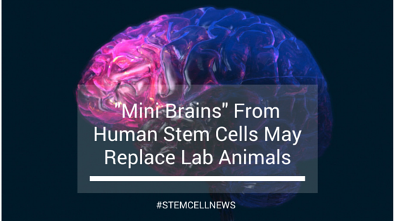 mar23-mini-brains-from-human-stem-cells-may-replace-lab-animals