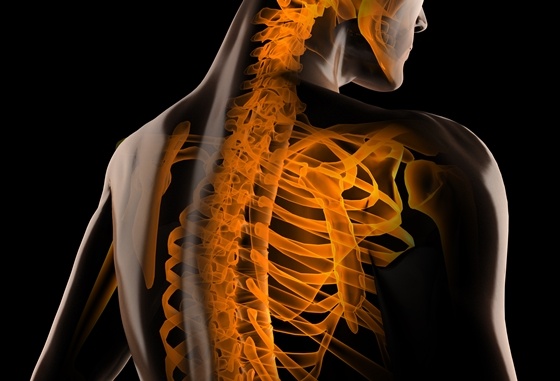 Nov09-Watching Stem Cells Change Provides Clues to Fighting Osteoporosis.jpg
