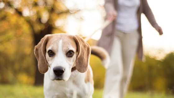 stem-cell-transplant-healed-woman-and-her-dog