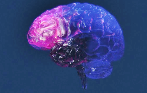 brain-3D
