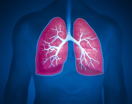 lungs