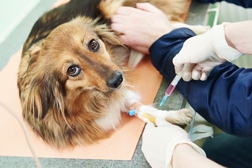 Veterinary_blood_test_examination_of_the_dog