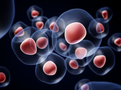 cord-blood-stem-cells