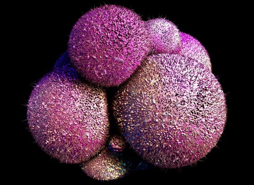 smaller-stem-cell