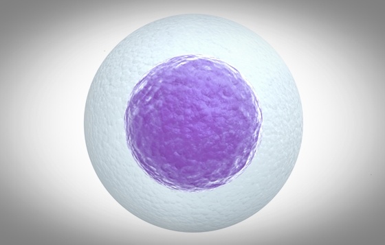 reversing-infertility-after-cancer-using-stem-cells