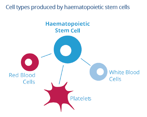 cells-types-produced-by-hematopoietic-stem-cells