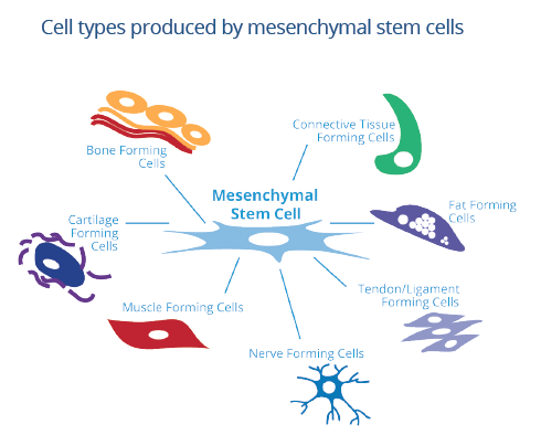 cells-types-produced-by-mesenchymal-stem-cells