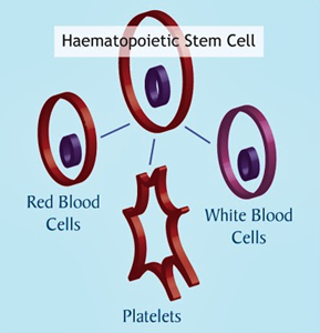 cells-types-produced-with-HSCs