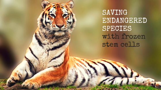 saving-sumatran-tiger-with-frozen-stem-cells