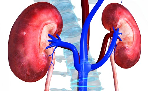 kidney-illustration