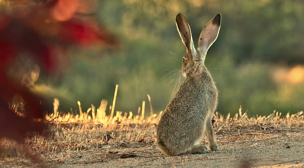 rabbit