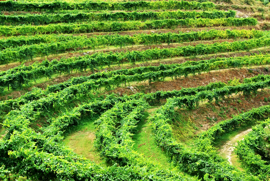 Complete Guide to the Vinho Verde Wine Region - Where to Taste Wine