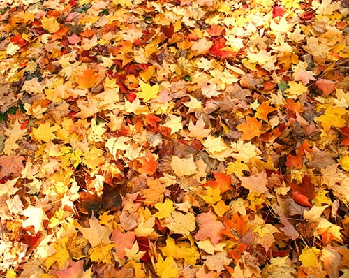 Leaves.jpg