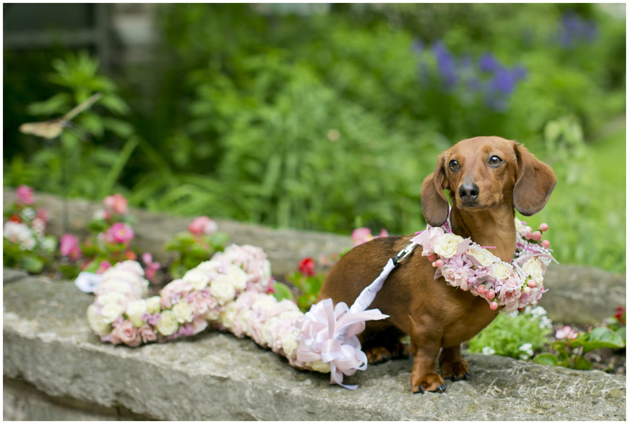 Wedding Dog with Floral Leash and Collar | BBJ Linen