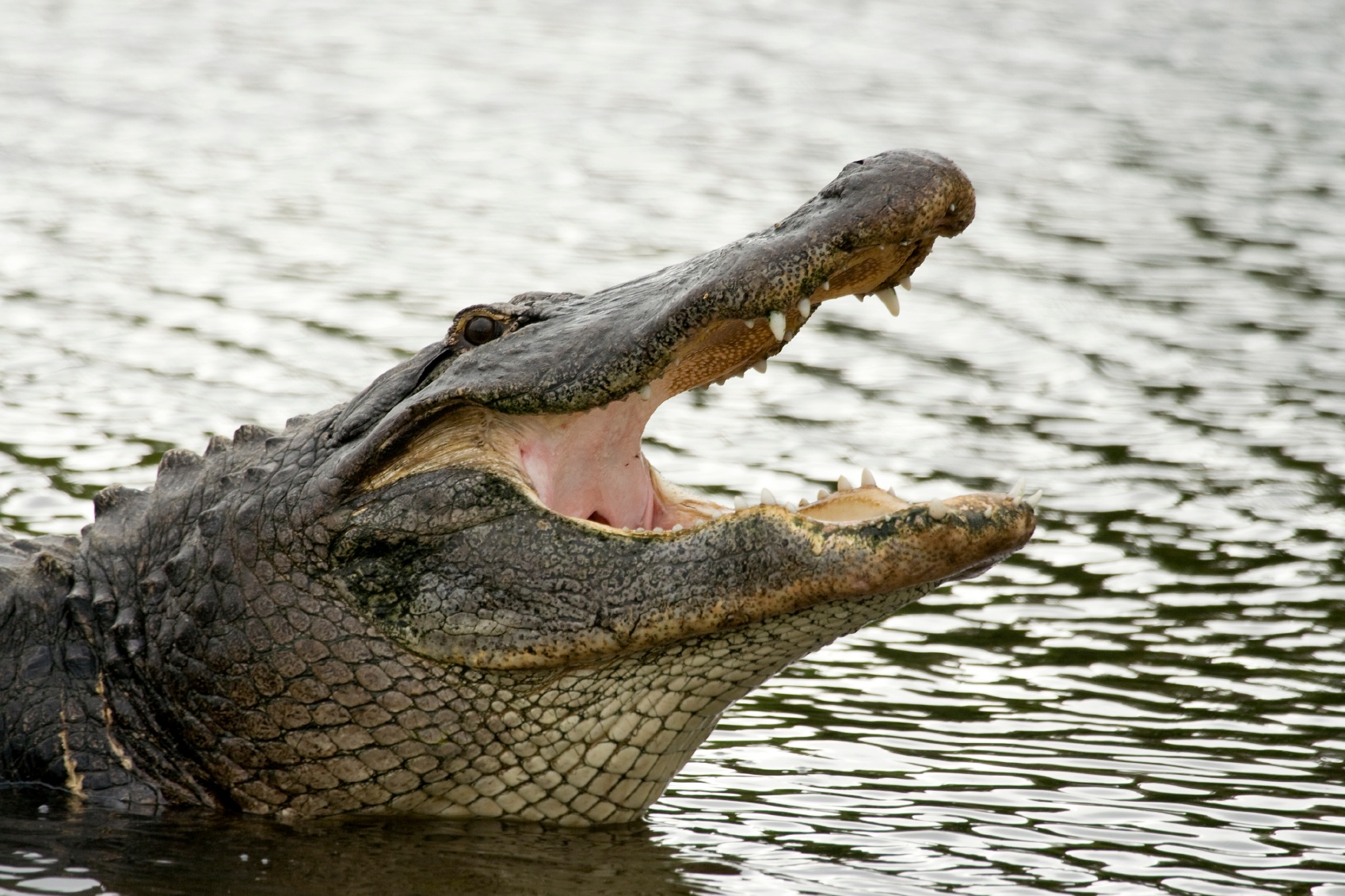 Wild Florida alligator handlers won't be running zigzag