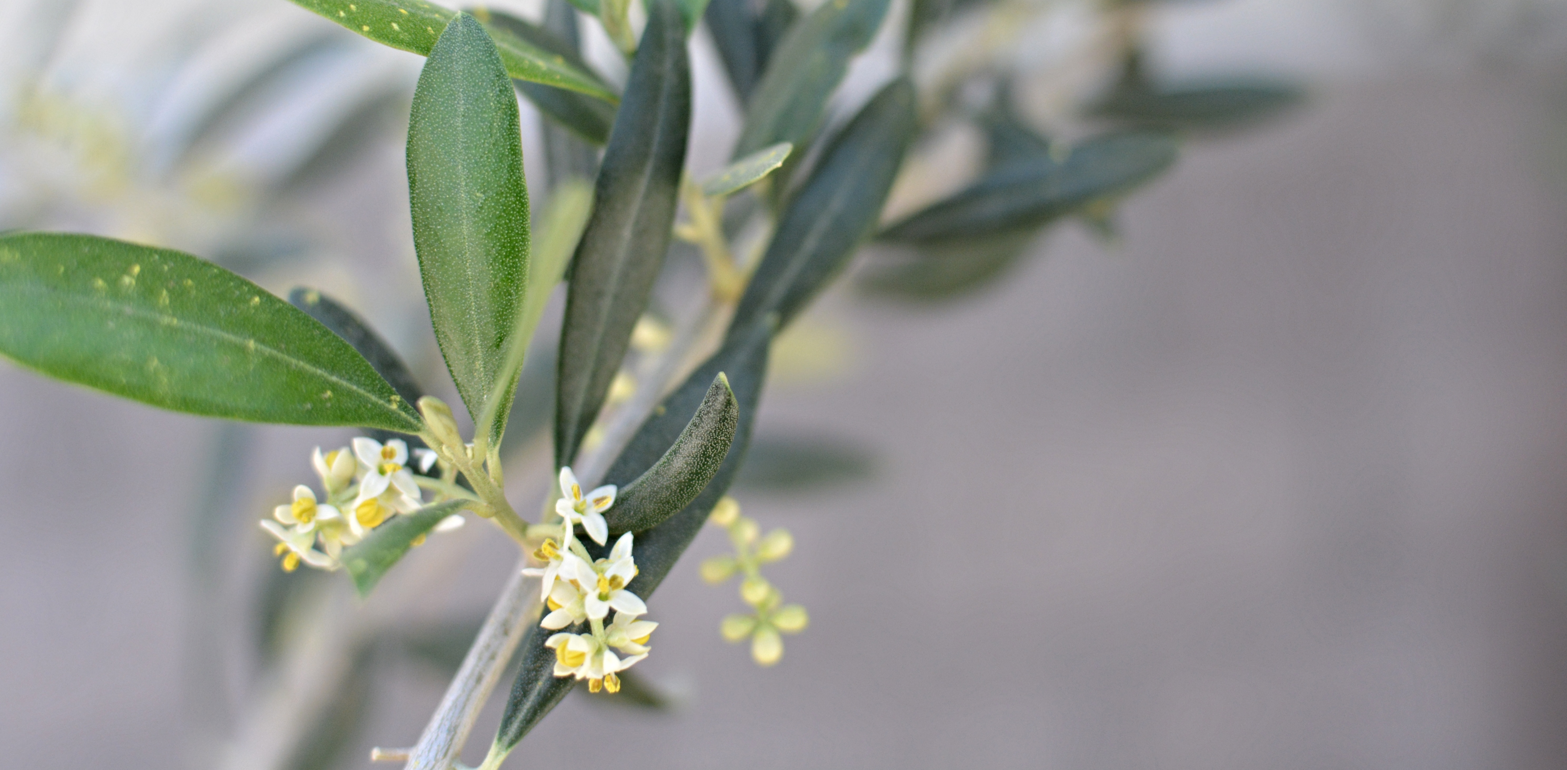 Olive Inflorescence and Pollination – EXAU Olive Oil