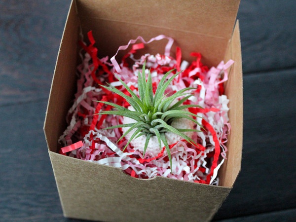 Air_Plant_.jpg