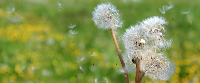 dandelion-blowing.jpeg