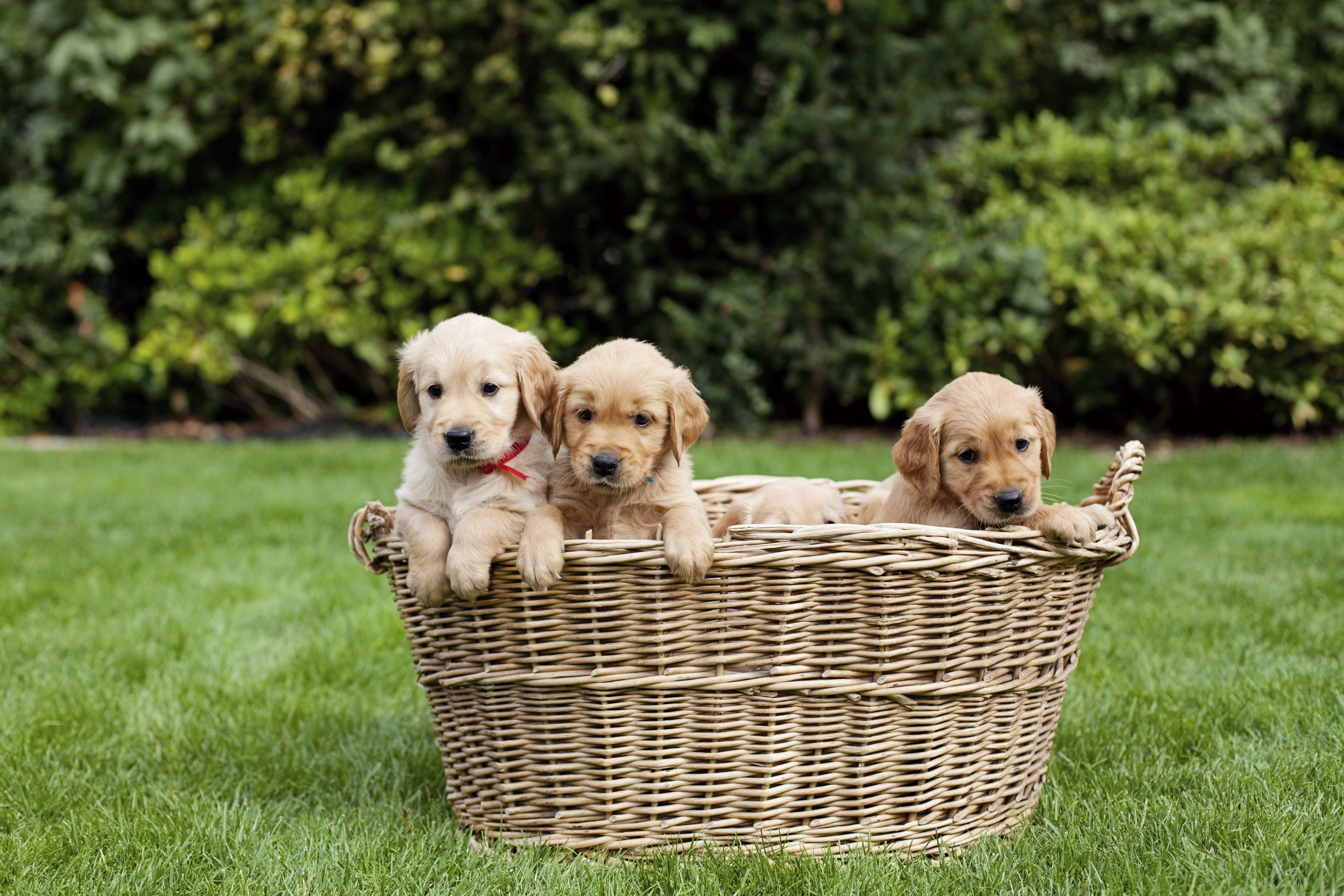 golden-retriever-puppies-in-basket