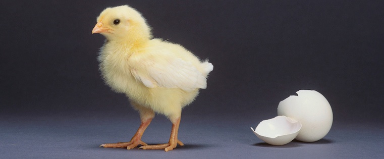hatched_chick.jpg