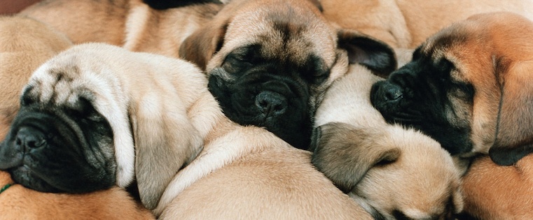puppies-sleeping.jpeg