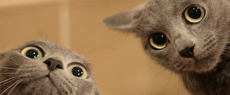 scared_cats.jpg