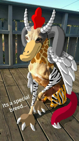special-dog-breed-snapchat.png