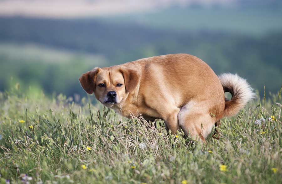 how often should puppies poop and pee