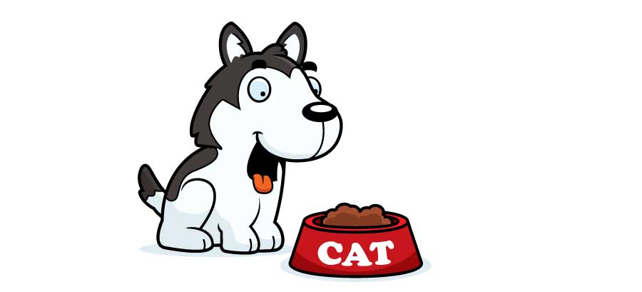 Is it Safe for a Dog to Eat Cat Food?