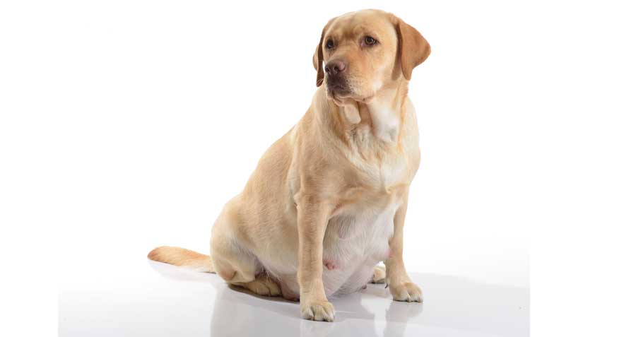 what is the gestation period for labrador retrievers