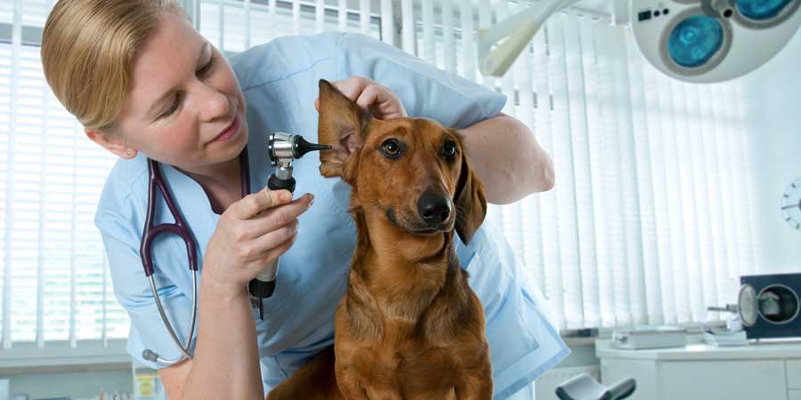 Can You Guess the Most Important Part of Your Pet's Annual Check-up?