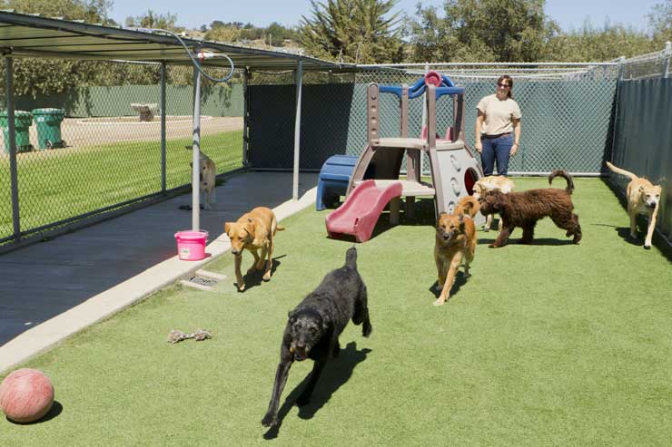 how much does a dog kennel business make