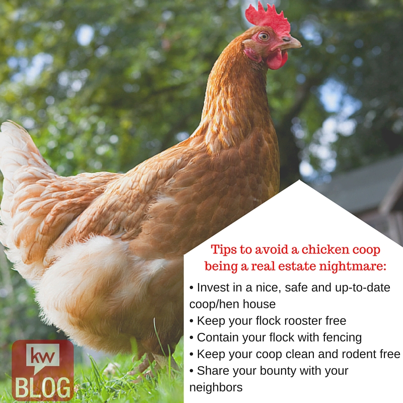 Avoid_Chicken_Coop_Nightmares.png Avoid_Chicken_Coop_Nightmares.png