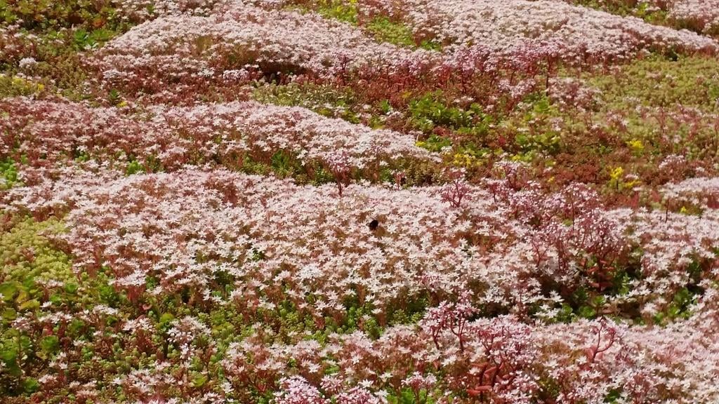 Steep slope covered with Sedum for erosion resistance - Sempergreen