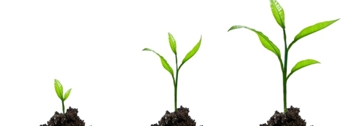 ¿Qué marca la diferencia entre el éxito y el fracaso de una empresa?